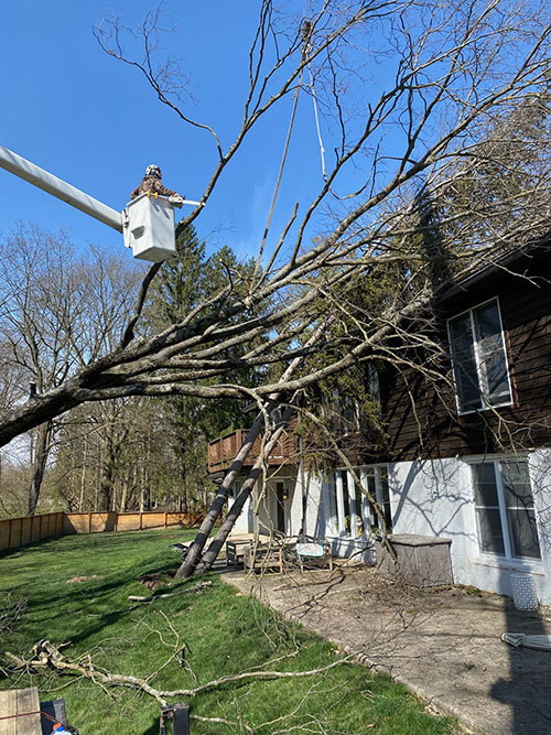 Emergency Tree Services